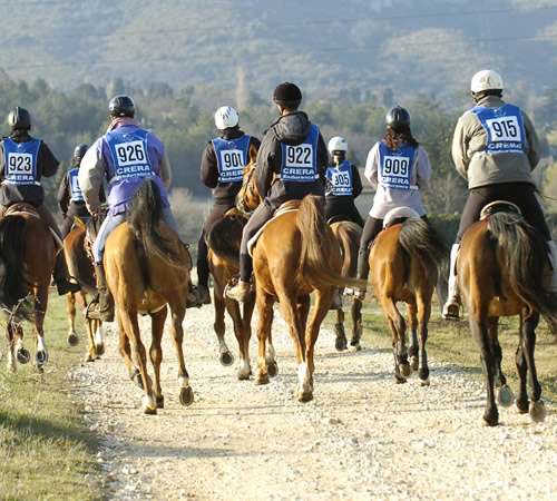 ABPSL - Associação Brasileira de Criadores do Cavalo Puro Sangue