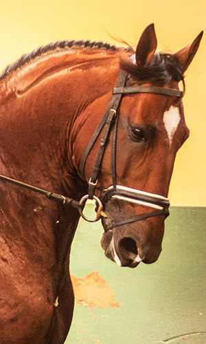 Associação Brasileira de Criadores do Cavalo Puro Sangue Lusitano (ABPSL)