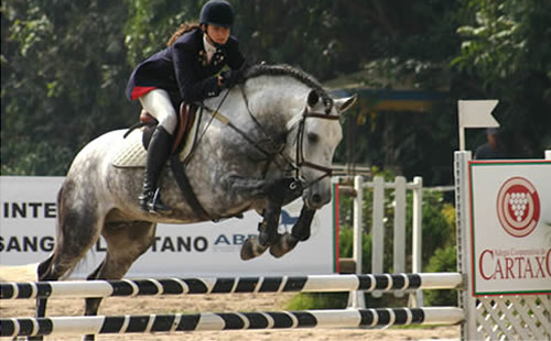 Cavalo de salto. 